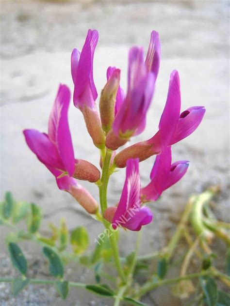 100 Seeds Huang Qi Astragalus Bei Qi Plant Flower Chinese - Etsy Canada | Plants, Astragalus ...