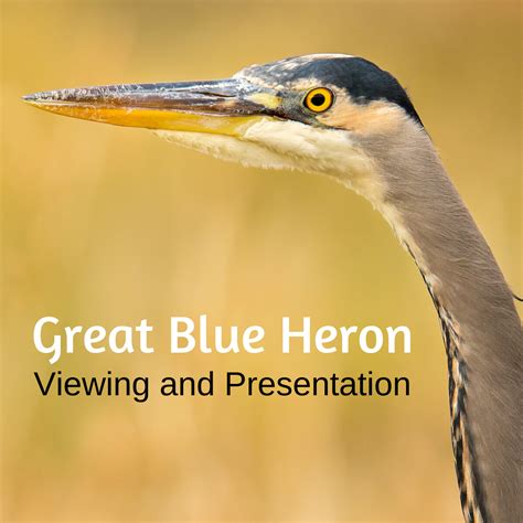 Celebrate Great Blue Heron Nesting Season! - Mountains To Sound Greenway Trust