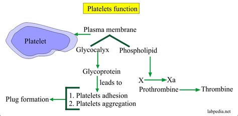 Platelets - Part 2 - Platelets Count (Thrombocyte count) - Labpedia.net