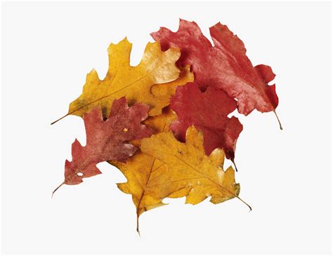 Fall Leaves Pile Png Download - Fall Leaf Pile Transparent Png, Png Download - kindpng