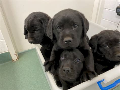 Purebred Labrador Puppies | Farm Tender