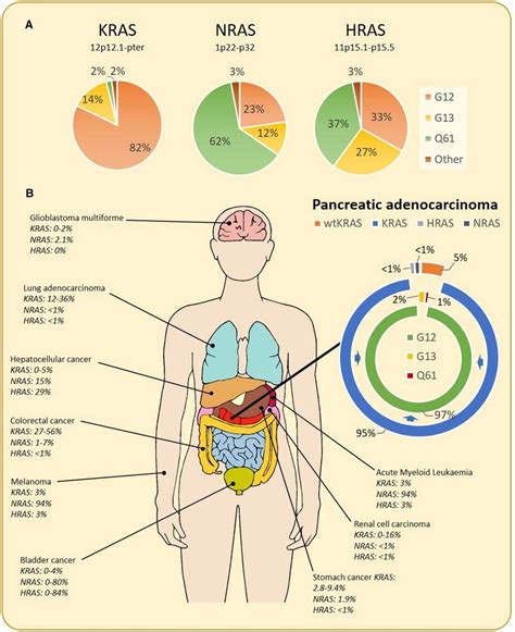 RAS mutations in human cancer. Summary of mutations of all RAS isoforms... | Download Scientific ...