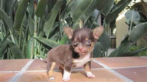 Free Chihuahua Puppies In Houston Tx - Puppy And Pets