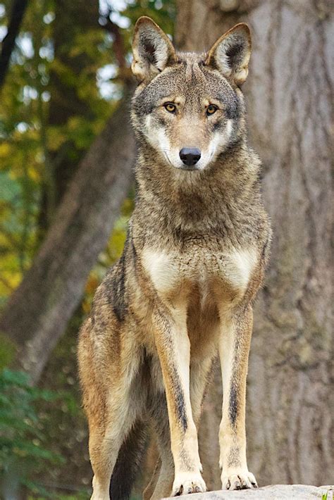 Bartel_USFWS_pdza_rw3 | Captive red wolf at Species Survival… | Flickr