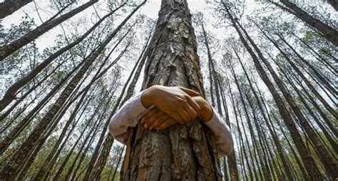 Science Shows Hugging Trees Is Good For Health | Awaken