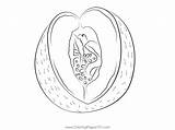 Melons Cantaloupe Coloring Page For Kids  Free Melon Printable sketch template