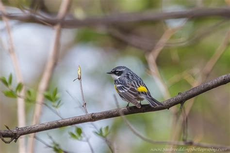 Warbler Migration Heats Up In The Forest City • PAUL ROEDDING PHOTOGRAPHY