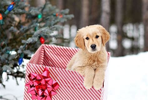 19 Christmas Cards Ideas for Your Pets - Brit + Co