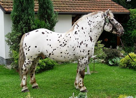 Alicia Vogel, LLC adlı kullanıcının Horse Breeds panosundaki Pin | Atlar