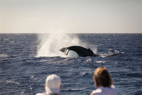 Premium Whale Watch Tour in Maui | Teralani Sailing Adventures