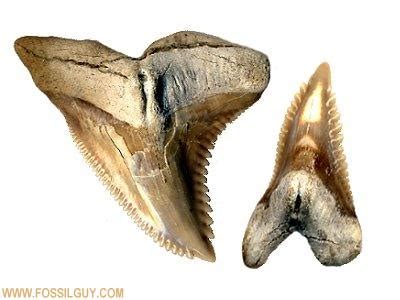 Snaggletooth shark - Alchetron, The Free Social Encyclopedia