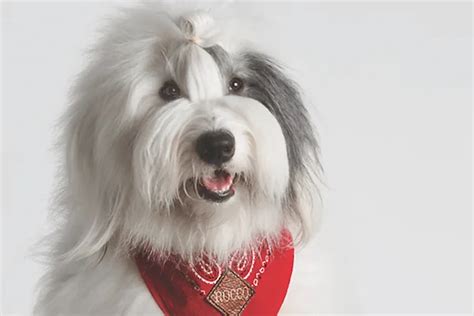 Old English sheepdog shedding (OES Shedding Guide)