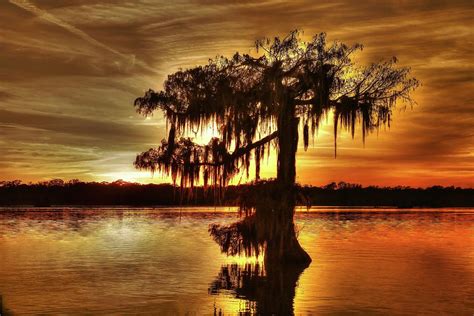 Atchafalaya Basin Swamp Photograph by Ronald Olivier - Pixels