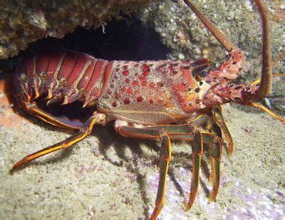 The California Spiny Lobster - Catalina Island Marine Institute