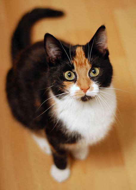 105 best images about Calico Cat on Pinterest | Calico cats, Cats and American bobtail