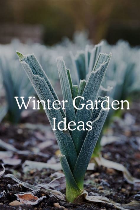 31 Ideas For Your Winter Garden - Fresh Exchange