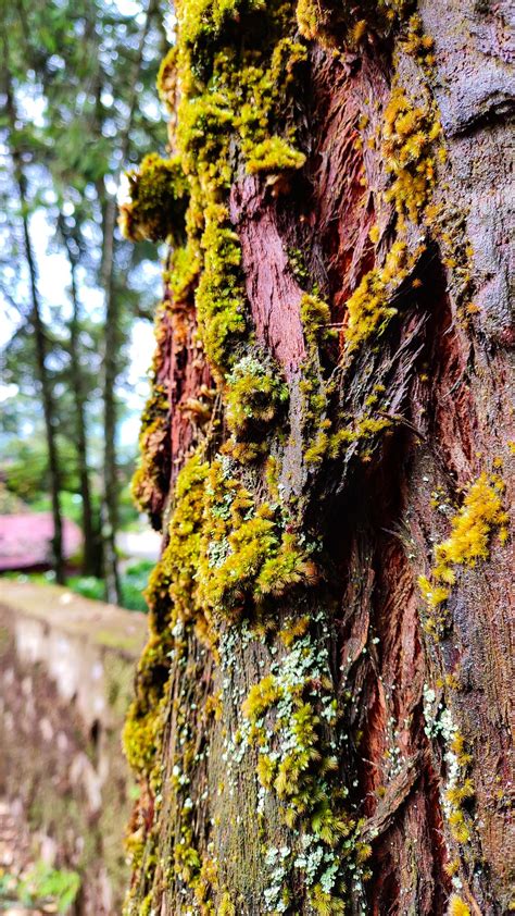 Moss on a tree bark - PixaHive