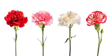 Yellow Carnation: Meaning, Symbolism, and Proper Occasions - A-Z Animals