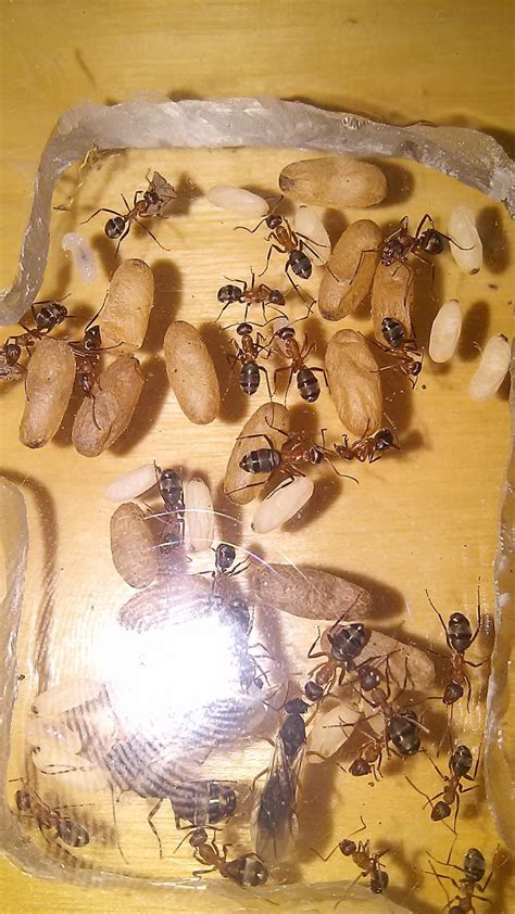 Formica ant identification - General Ant Keeping - Ants & Myrmecology Forum