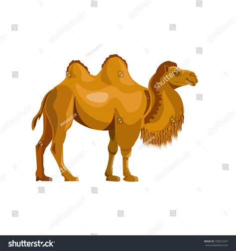 Bactrian Camel Vector Illustration Isolated On Stock Vector (Royalty Free) 709572247