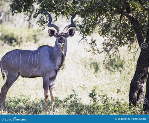 Specimens of Common Eland Antelope Species, Common Eland or Cape Elk is an Artiodactyl Mammal ...