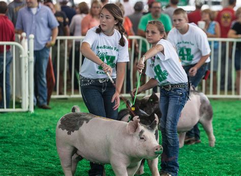 Judging pigs at livestock shows -- here's what to know | AGDAILY