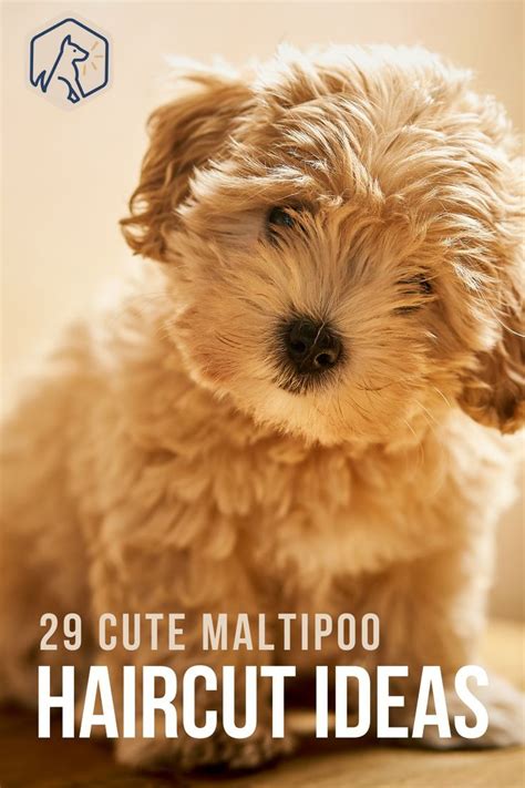 29 Cute Maltipoo Haircut Ideas | Maltipoo haircuts, Maltipoo puppy, Maltipoo