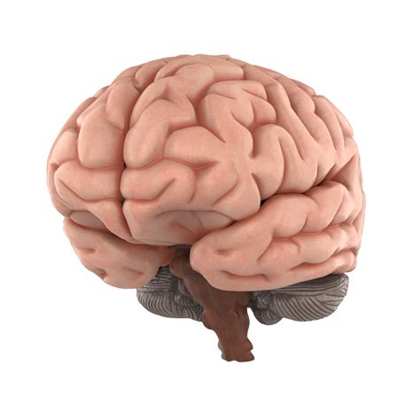 Human brain 3D model - TurboSquid 1515634