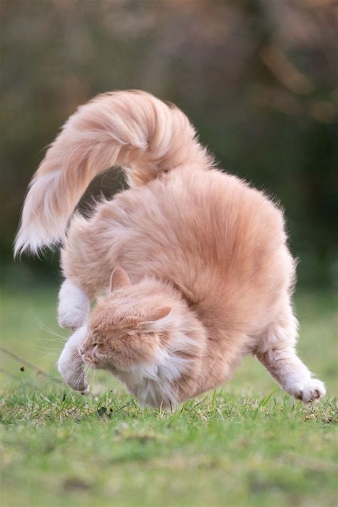 Why Do Cats Chase Their Tails? – petsKB