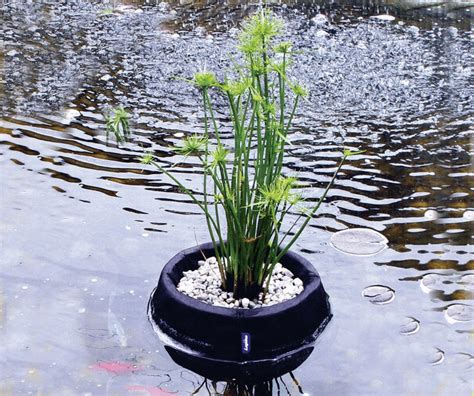 Pond Plant Guide, Flowering Pond Plants - Pond Market