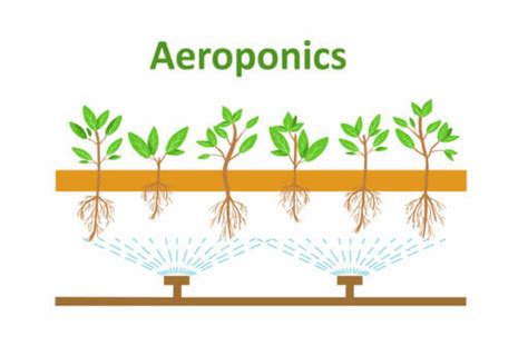 Aeroponics: A High-Tech Method of Growing Plants without Soil