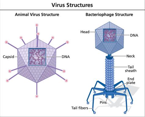 Virus Bacteria Structure Structure Diagrams