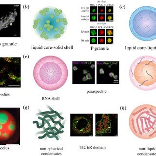 (PDF) Higher-order organization of biomolecular condensates