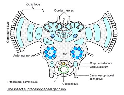 Insect Brain Anatomy