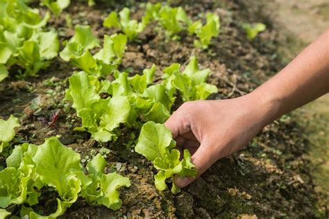 How to Grow Lettuce the Right Way - Gardener's Path