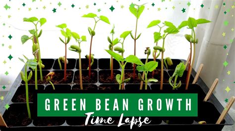 Green Bean Growth Stages: Climbing French Pole Bean Time Lapse - YouTube