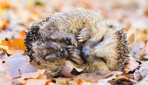 Make space in your garden for hibernating hedgehogs and other creatures