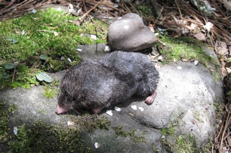 Chinese mole shrew (Anourosorex squamipes)