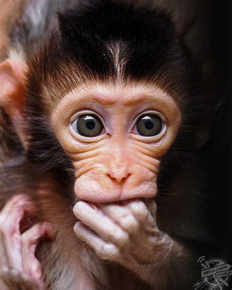 Cutest Baby Monkey | Media Drum World