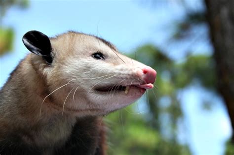 The Awesome Opossum: 5 Common Opossum Myths Debunked