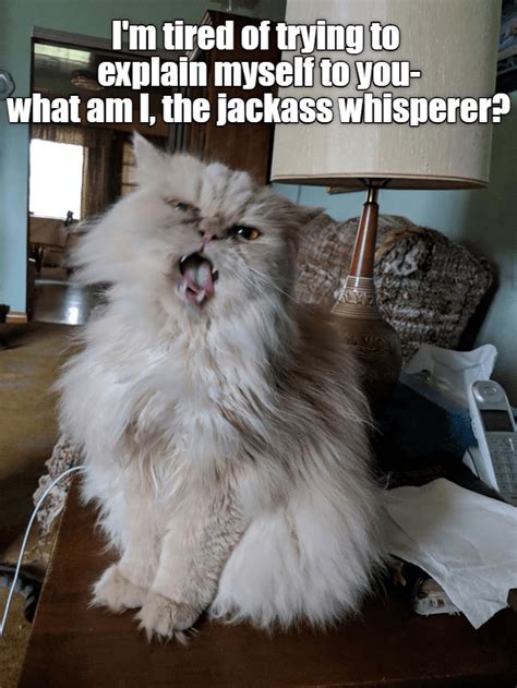 Mean Cat makes a point- meanly. - Lolcats - lol | cat memes | funny ...