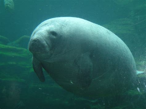 cute fat manatee Manatee Images, Manatee Pictures, All About Animals, Animals Of The World, Fat ...