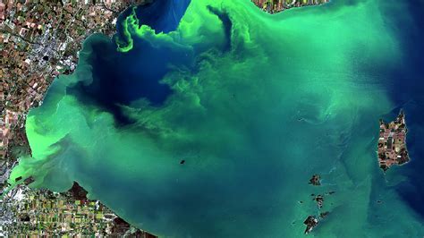 Gulf Of Mexico Algae Bloom 2024 - Edin Aeriela