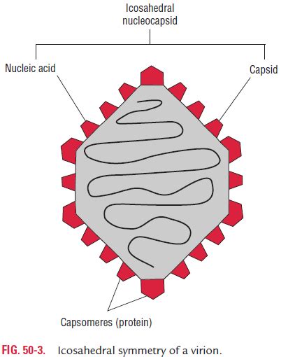 Virus Diagram Capsid