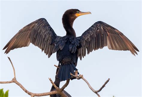 Status of Neotropic Cormorant in Arizona with Notes on Identification ...