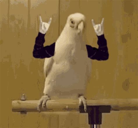 Rock On Hand Sign Funny Parrot GIF | GIFDB.com