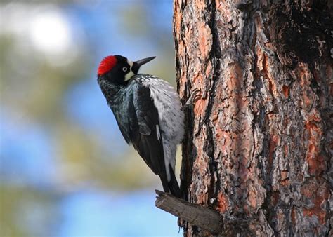 Acorn Woodpecker | Audubon Field Guide