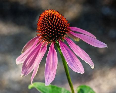 Echinacea health benefits & side effects - NourishDoc