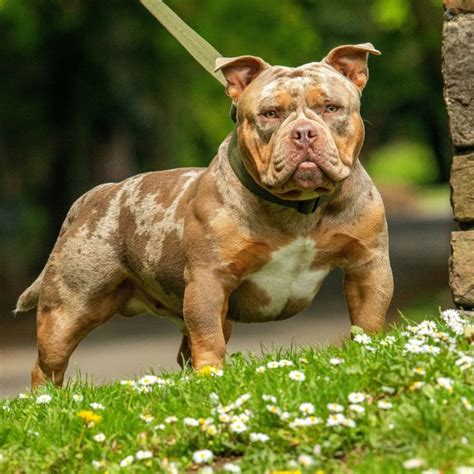 Micro Bully – The Exotic Bully Dog For Small Spaces