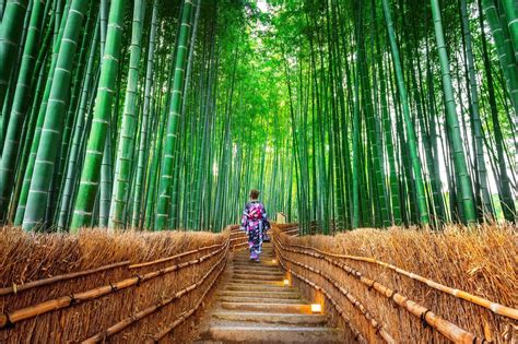 Lạc vào rừng tre Sagano đầy mê hoặc ở Arashiyama, Kyoto
